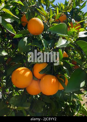Bouquet d'oranges mûres poussant sur l'arbre, Valence, Espagne Banque D'Images