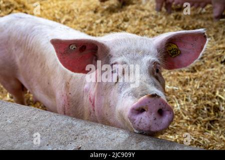 Ruiselede, Belgique. 11th juin 2022. L'illustration montre une ferme biologique de porc, à Ruiselede, samedi 11 juin 2022. BELGA PHOTO KURT DESPLENTER crédit: Belga News Agency/Alay Live News Banque D'Images