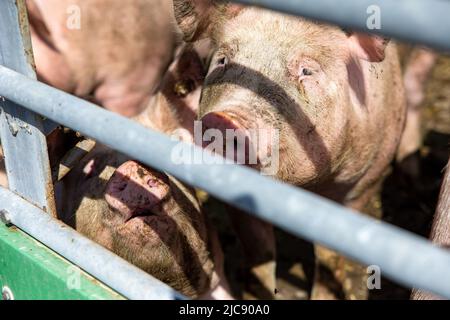 Ruiselede, Belgique. 11th juin 2022. L'illustration montre une ferme biologique de porc, à Ruiselede, samedi 11 juin 2022. BELGA PHOTO KURT DESPLENTER crédit: Belga News Agency/Alay Live News Banque D'Images