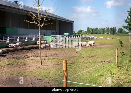 Ruiselede, Belgique. 11th juin 2022. L'illustration montre une ferme biologique de porc, à Ruiselede, samedi 11 juin 2022. BELGA PHOTO KURT DESPLENTER crédit: Belga News Agency/Alay Live News Banque D'Images