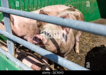 Ruiselede, Belgique. 11th juin 2022. L'illustration montre une ferme biologique de porc, à Ruiselede, samedi 11 juin 2022. BELGA PHOTO KURT DESPLENTER crédit: Belga News Agency/Alay Live News Banque D'Images