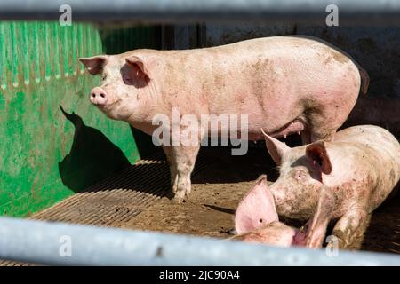 Ruiselede, Belgique. 11th juin 2022. L'illustration montre une ferme biologique de porc, à Ruiselede, samedi 11 juin 2022. BELGA PHOTO KURT DESPLENTER crédit: Belga News Agency/Alay Live News Banque D'Images