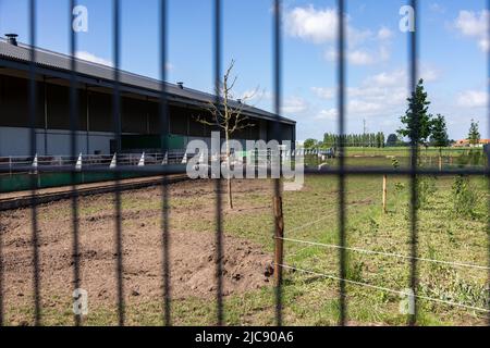 Ruiselede, Belgique. 11th juin 2022. L'illustration montre une ferme biologique de porc, à Ruiselede, samedi 11 juin 2022. BELGA PHOTO KURT DESPLENTER crédit: Belga News Agency/Alay Live News Banque D'Images