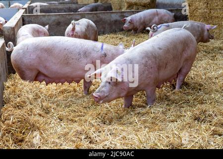 Ruiselede, Belgique. 11th juin 2022. L'illustration montre une ferme biologique de porc, à Ruiselede, samedi 11 juin 2022. BELGA PHOTO KURT DESPLENTER crédit: Belga News Agency/Alay Live News Banque D'Images