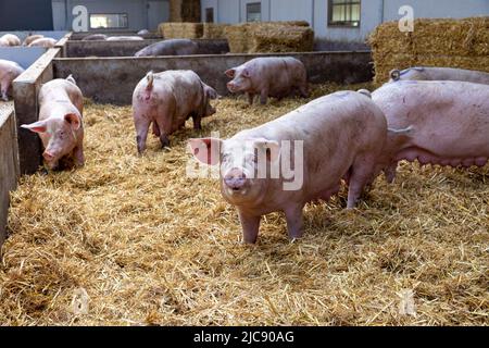 Ruiselede, Belgique. 11th juin 2022. L'illustration montre une ferme biologique de porc, à Ruiselede, samedi 11 juin 2022. BELGA PHOTO KURT DESPLENTER crédit: Belga News Agency/Alay Live News Banque D'Images