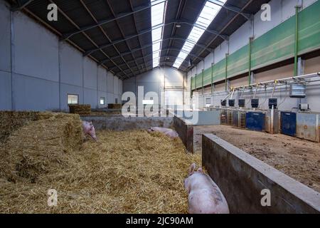 Ruiselede, Belgique. 11th juin 2022. L'illustration montre une ferme biologique de porc, à Ruiselede, samedi 11 juin 2022. BELGA PHOTO KURT DESPLENTER crédit: Belga News Agency/Alay Live News Banque D'Images