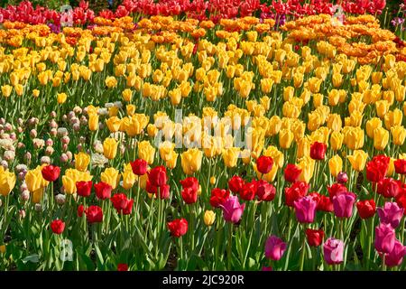 Plantation de tulipes jaunes rouges juteuses fraîches à vendre dans les rues de la ville Banque D'Images