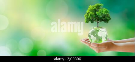 Arbre en croissance sur boule de verre en cristal Globe dans la main humaine. Vert fond ensoleillé. Sauver l'environnement, sauver la planète propre, Ecologie, Environnement mondial. Banque D'Images
