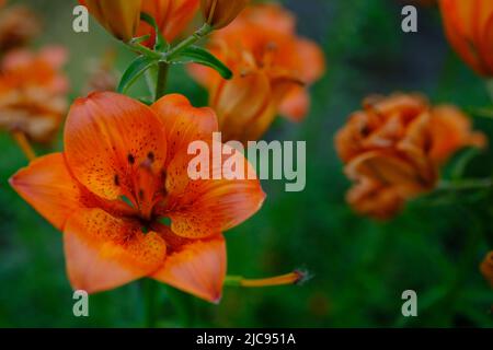 Belle fleur d'oranger Lily dans le jardin en été. Lilium tigrinum. Gros plan sur le nénuphar orange. Lilium Lancifolium .fond floral. Magnifique Banque D'Images