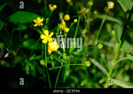 Coquelicot Celandine jaune vif, sur fond vert et verdoyant. Stylophorum diphyllum sont de belles fleurs sauvages indigènes de l'Amérique du Nord, en Ukraine. Banque D'Images