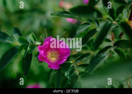 Gros plan sur les hanches de rose sauvage buisson dans la nature avec rose sauvage vif ou rose de chien dans la lumière du soir. Banque D'Images