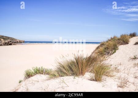 Herbes poussant dans les dunes de sable le long de la belle plage de Praia da Amoreira - Algarve, Portugal Banque D'Images