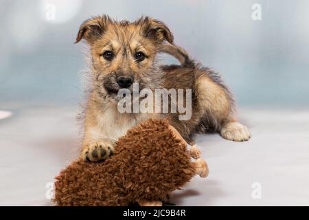 Portrait d'un chiot rouge drôle dans le studio sur un fond clair avec un jouet doux le chiot est étrange et maladroit, mais très mignon et sera un fidèle f Banque D'Images