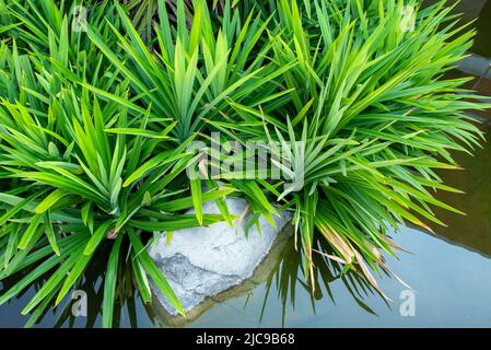 Imaginez des arbres de pandan dans le jardin, pour une bonne odeur. Banque D'Images