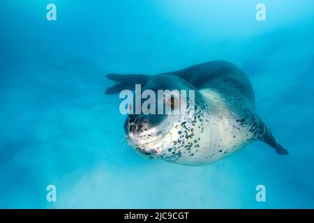 Phoque léopard (Hyruga leptonyx), île de Pleneau, péninsule antarctique, Antarctique Banque D'Images