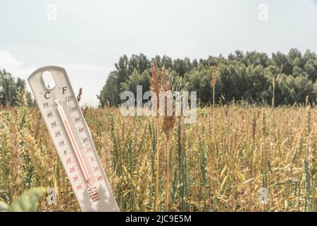 Le thermomètre est sur le terrain. Été, sécheresse. Température de l'air élevée. Chaleur. Météorologie, agro-industrie. Réchauffement de la planète et changement climatique. Un thermom Banque D'Images