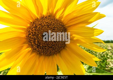 Tournesol dans le champ.Paysage d'été.Temps chaud, prairie.Une fleur jaune sur fond bleu ciel.Tournesol sous la lumière du soleil.Ecologie, nat Banque D'Images