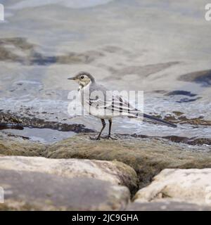 Northamptonshire, Royaume-Uni : début juin, un petit wagon à pied (Motacilla alba) se dresse sur une pierre au bord de l'eau. Banque D'Images