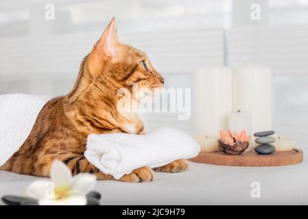 Chat Bengale avec massage corporel au spa. Un chaton domestique se reposant sur des lits de massage dans un spa de luxe et un centre de bien-être. Banque D'Images