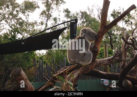 Portrait de Koala assis sur une branche. Banque D'Images