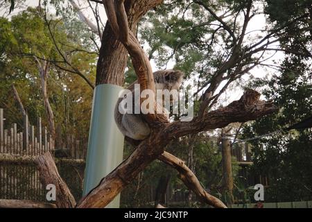 Portrait de Koala assis sur une branche. Banque D'Images