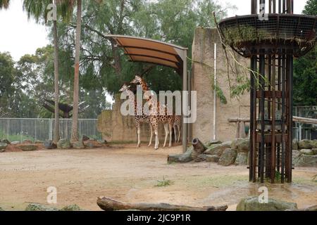 Girafes évitant la pluie sous abri dans un zoo Banque D'Images