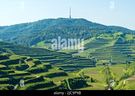 Trellis culture de vignes sur de petites terrasses dans la région de Kaiserstuhl au sommet de Totenkopf entre Oberbergen et Kiechlinsbergen, Allemagne Banque D'Images