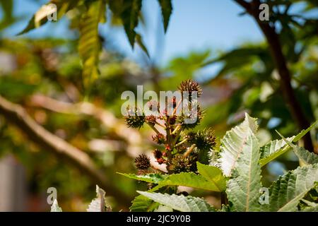 Haricot de ricin ou usine d'huile de Castor (Ricinus communis), petites fleurs dans un jardin le jour du soleil Banque D'Images