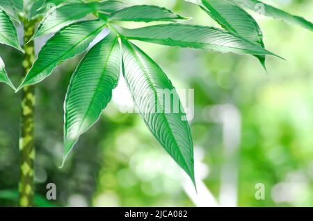 Amorphophallus konjac,Devils plante de langue ou ombre de paume ou plante de parapluie arum Banque D'Images