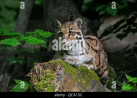 Chat sauvage de léopard (Neofelis nebulosa), originaire des contreforts de l'Himalaya, à travers l'Asie continentale du Sud-est jusqu'en Chine méridionale Banque D'Images