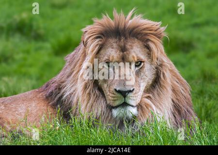 Lion de Barbarie / lion d'Afrique du Nord / lion de berbère / lion d'Atlas / lion d'Égypte (Panthera leo) Fierce look masculin, éteint dans la nature Banque D'Images