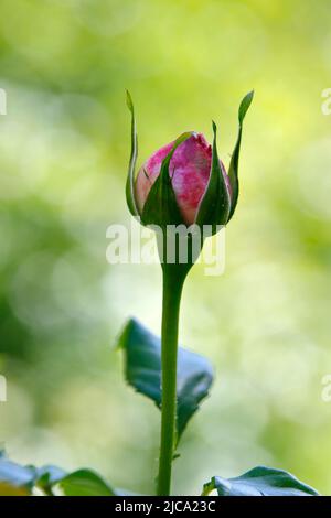 Un bouton rose, isolé sur fond vert Banque D'Images