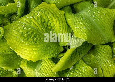 Feuilles de cultivar Hosta 'Golden Gate' au printemps Banque D'Images