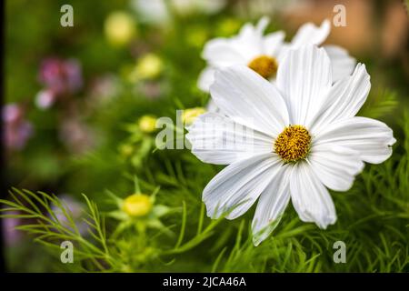 COSMOS bipinnatus 'Casanova White' Banque D'Images