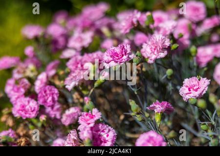 Dianthus plumarius 'Candy Floss' Banque D'Images