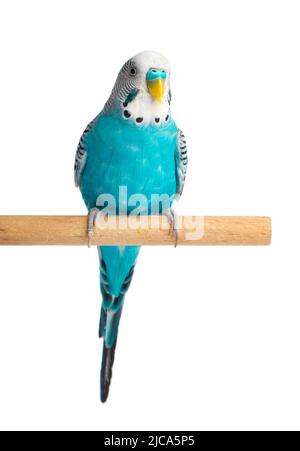 Coopgie bleue isolée sur fond blanc. Budgeriguars oiseau ou perroquet ondulé Banque D'Images