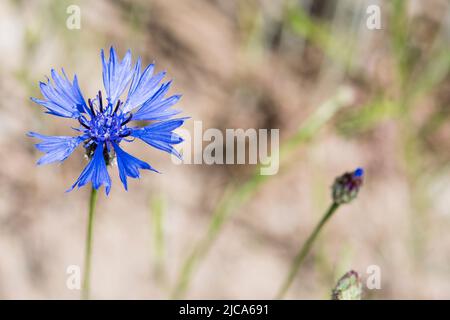 Centaurea cyanus, communément connu sous le nom de fleur de maïs ou de bouton de baccalauréat est une plante à fleurs annuelle de la famille des Asteraceae originaire d'Europe. Banque D'Images