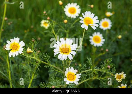 Le Glebionis coronaria, anciennement appelé Chrysanthemum coronarium, (Chrysanthemum annuel) est une espèce de plante florale de la famille des pâquerettes. Banque D'Images