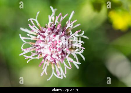 Homogyne alpina, le pied-de-fer alpin ou le pied-de-colt violet est une plante rhizomateuse de la famille des Asteraceae. Banque D'Images