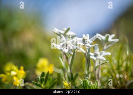 Leontopodium nivale, communément appelé edelweiss, est une fleur de montagne appartenant à la famille des Asteraceae. Banque D'Images