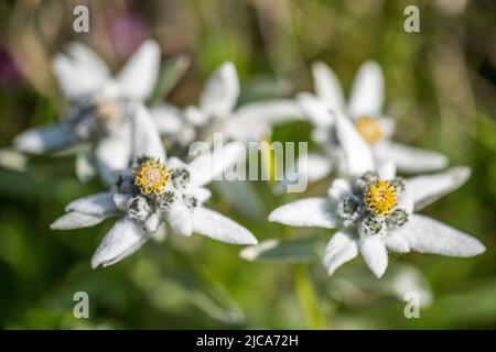 Leontopodium nivale, communément appelé edelweiss, est une fleur de montagne appartenant à la famille des Asteraceae. Banque D'Images