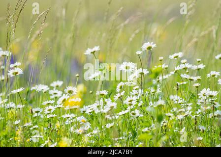 Leucanthemum vulgare, communément connu sous le nom de Marguerite à œilleton, Marguerite à œilleton, Marguerite à chien et autres noms communs. Banque D'Images