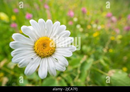 Leucanthemum vulgare, communément connu sous le nom de Marguerite à œilleton, Marguerite à œilleton, Marguerite à chien et autres noms communs. Banque D'Images