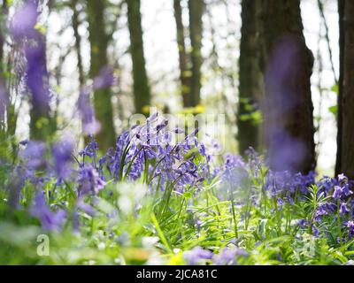 Vue imprenable sur les bleuets anglais dans les bois anglais au Grangewood Park, East Hunsbury, Northampton, Royaume-Uni Banque D'Images