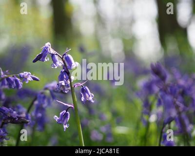 Vue imprenable sur les bleuets anglais dans les bois anglais au Grangewood Park, East Hunsbury, Northampton, Royaume-Uni Banque D'Images
