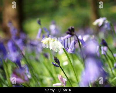 Vue imprenable sur les bleuets anglais dans les bois anglais au Grangewood Park, East Hunsbury, Northampton, Royaume-Uni Banque D'Images