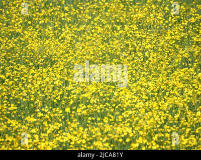 Champ de fleurs sauvages jaunes, Northamptonshire, Royaume-Uni Banque D'Images