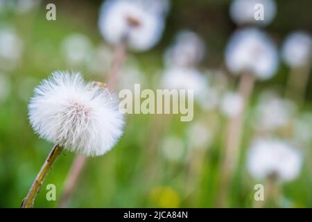 Tussilago farfara, communément appelé coltsfoot, est une plante de la tribu des Senecioneae de la famille des Asteraceae. Banque D'Images