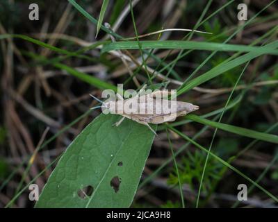 Femelle brune adulte de la criquet endémique Pyrgomorphella serbica sur le mont Tara en Serbie Banque D'Images