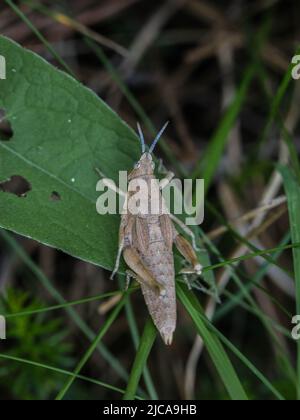 Femelle brune adulte de la criquet endémique Pyrgomorphella serbica sur le mont Tara en Serbie Banque D'Images